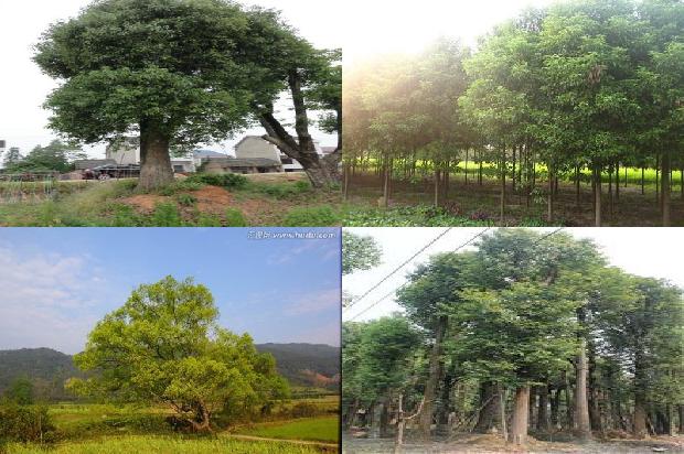 植物香樟树1675581855778