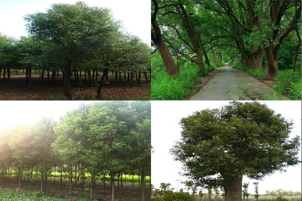 植物香樟树1675581855796