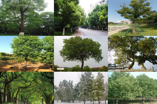 深圳哪里有香樟树1675652892621
