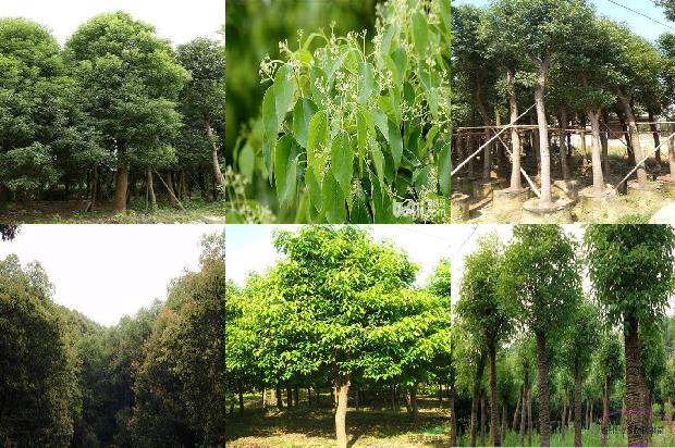 常州香樟树价格表1675755499726