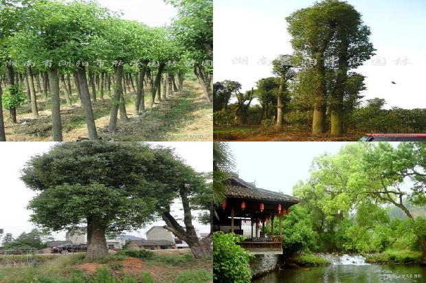 盆景香樟树1675756368736