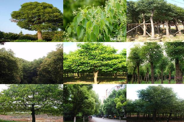 阜阳香樟树1675756797402