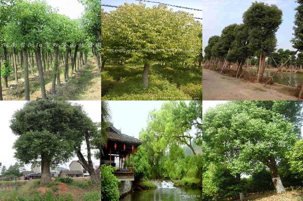 香樟树市场前景1675821430125