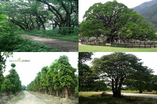 安徽芜湖香樟树基地1675903498945