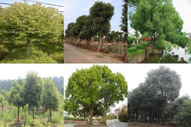 常熟香樟树1675988214147