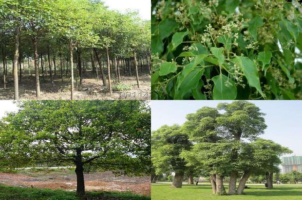 香樟树山东能种植吗1675988670087