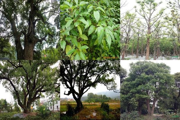 香樟树山东能种植吗1675988670093