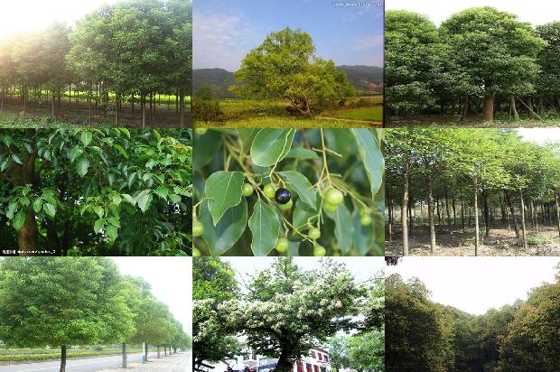 广州香樟树1676074578284