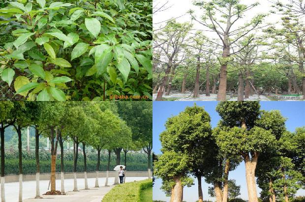 深圳香樟树1676075184093