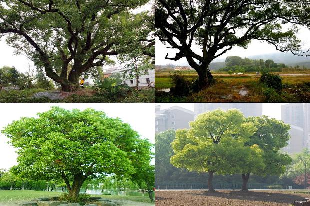 临沂香樟树1676075296598