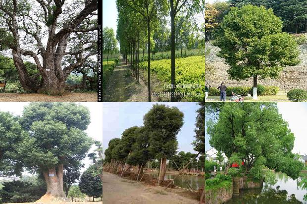 临沂香樟树1676075296610