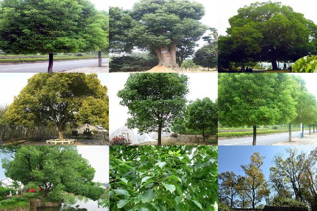 贵阳香樟树1676075951214