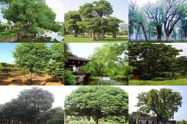 上海香樟树1676076141280