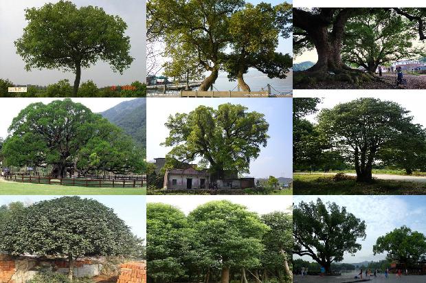 青岛有香樟树吗1676160819903