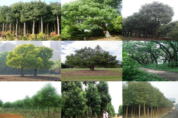 香樟苗批发基地1676247153975