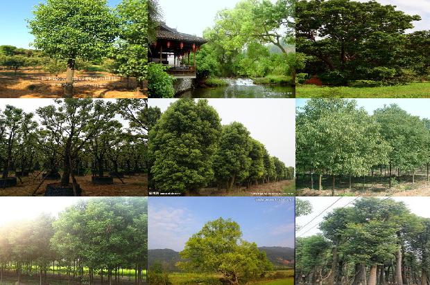 香樟苗木基地1676247521678