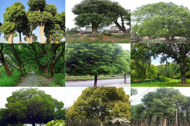 香樟种植基地1676247692428