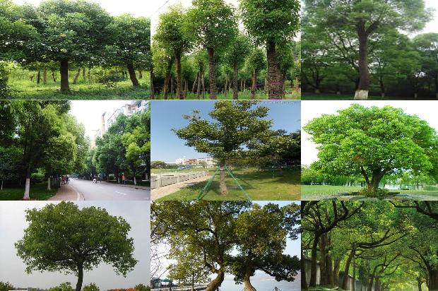 香樟种植基地1676247692434