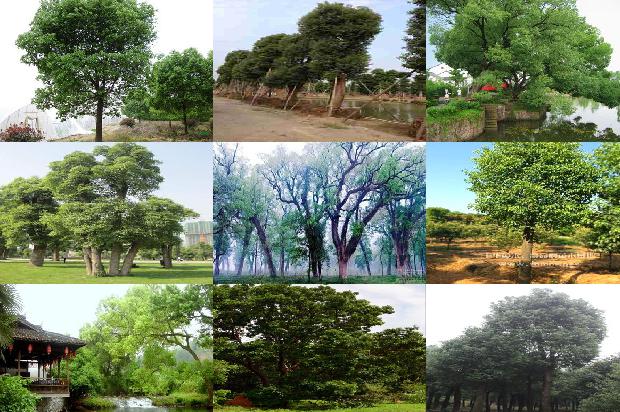 香樟种植基地1676247692440