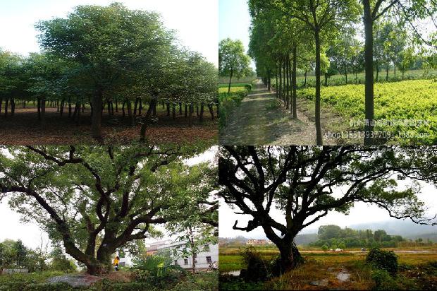 香樟树苗批发市场1676334057680