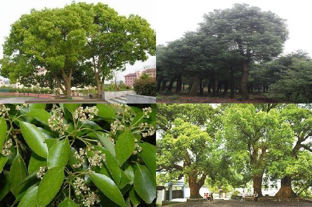 香樟树苗批发市场1676334057692