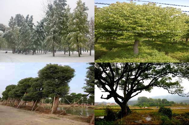 香樟小苗批发基地1676334075665