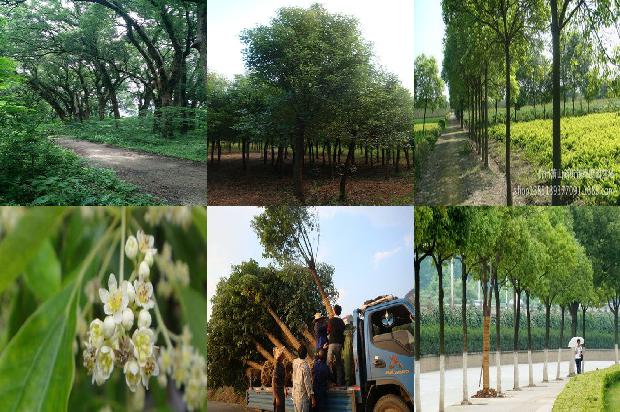 10公分香樟苗1676420456521 10公分香樟苗1676420456521