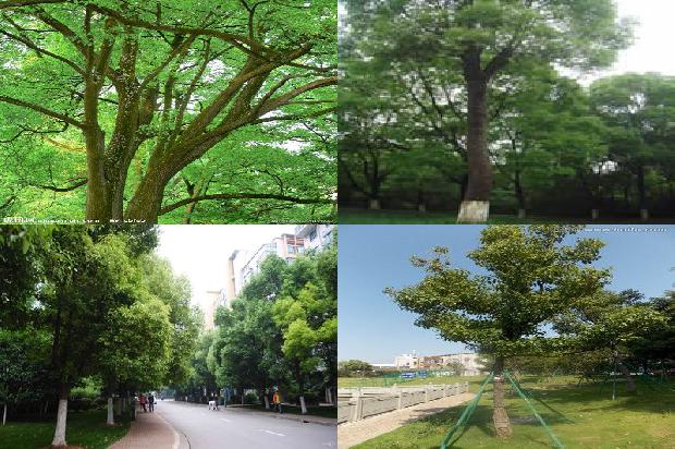 10公分香樟批发1676420512994