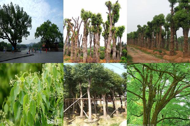 香樟移植苗1676506555726