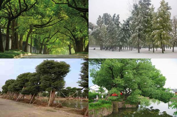 香樟树8公分1676506847570