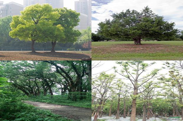 小叶香樟树苗批发1676592939830