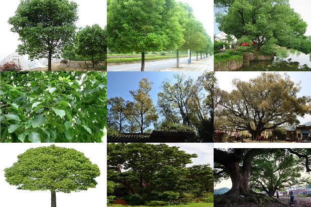 香樟种植1676679488205