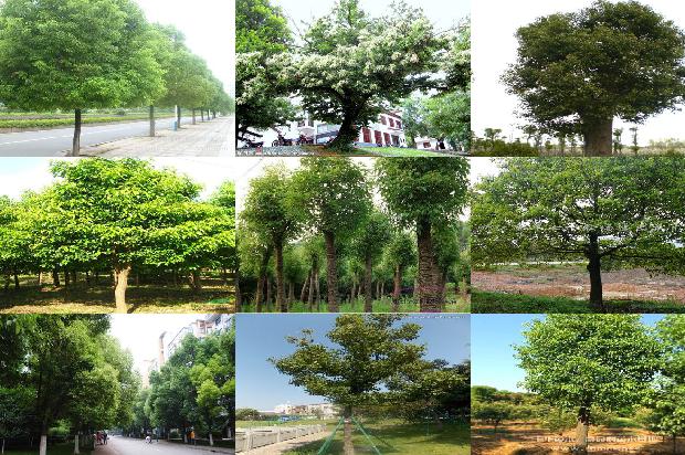 移植香樟树1676679801717