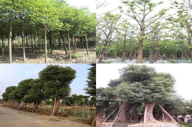 移植香樟树1676679801723