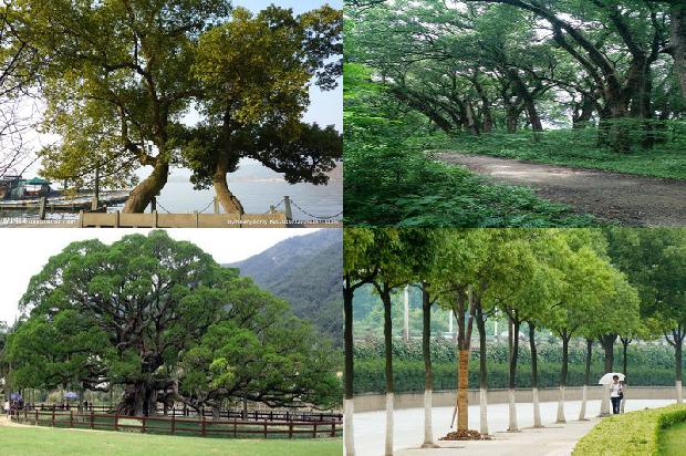移植香樟树1676679801729