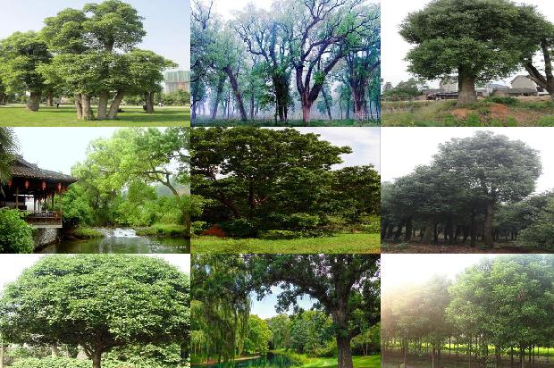 香樟草1676680019378