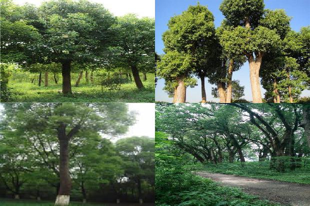 八公分香樟树价格1676766025636