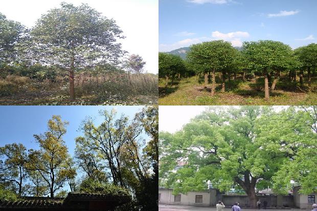 香樟木价格每吨多少钱1676852957583