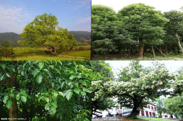 香樟木价格每吨多少钱1676852957595