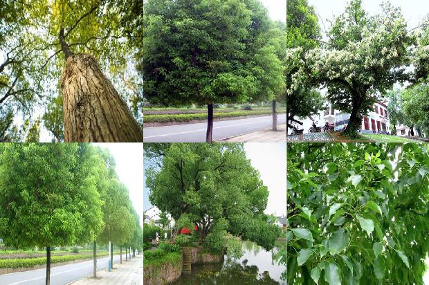 7公分香樟树报价1676939108062