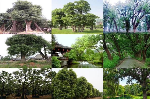 香樟树 价格1676939539969