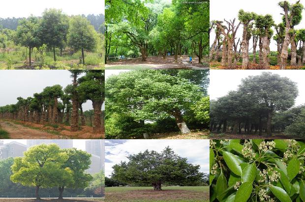 香樟树 价格1676939539988
