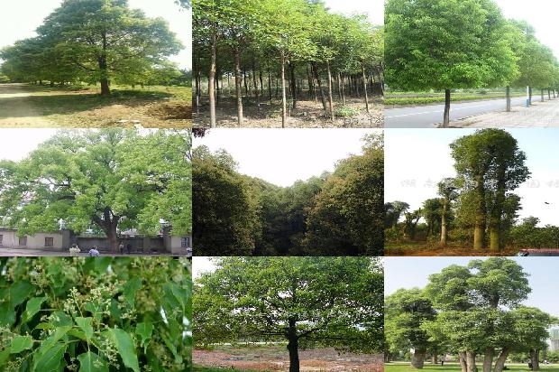福建香樟树价格1677111359516
