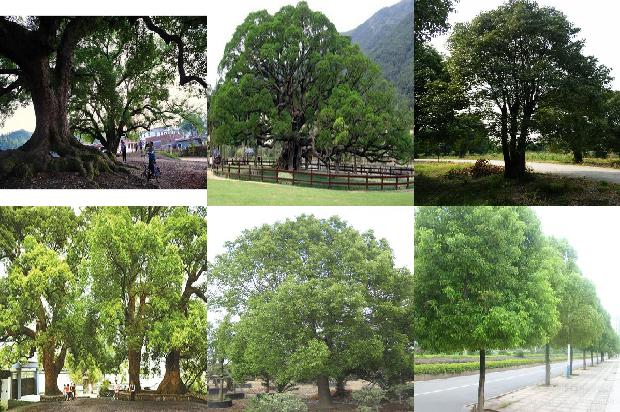 28公分香樟价格1677111872797