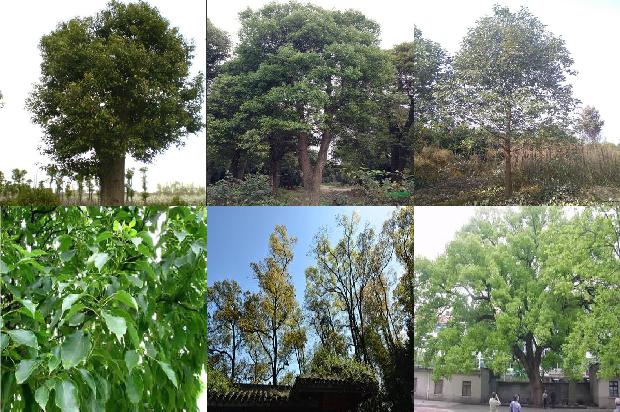 5公分香樟价格1677112034772
