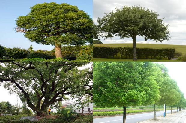 樟树苗多少钱1677284878677 樟树苗多少钱1677284878677