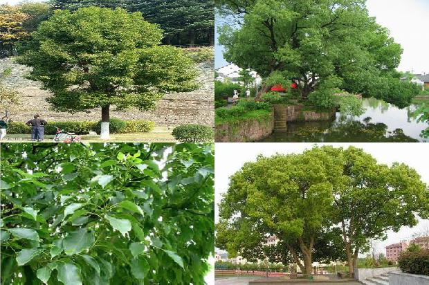 樟树苗多少钱1677284878683 樟树苗多少钱1677284878683