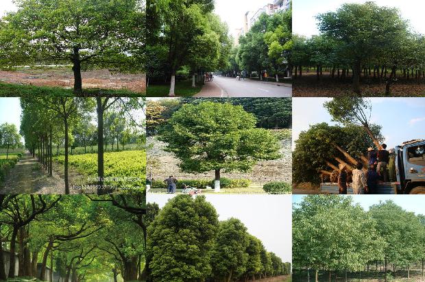 香樟袋苗价格1677285048858