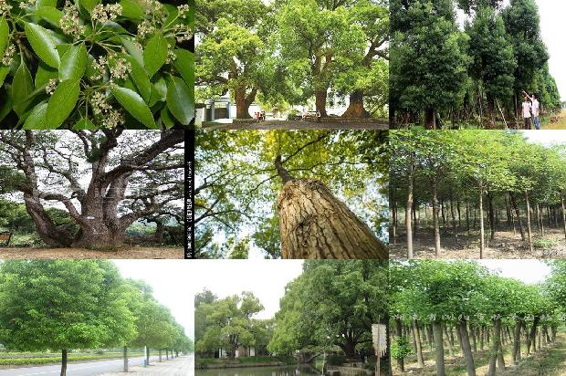 香樟树原木每吨多少钱1677285252869