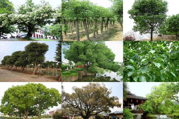 大叶香樟价格1677371313176